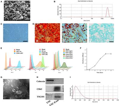 Exosomes From Human Urine-Derived Stem Cells Encapsulated Into PLGA Nanoparticles for Therapy in Mice With Particulate Polyethylene-Induced Osteolysis